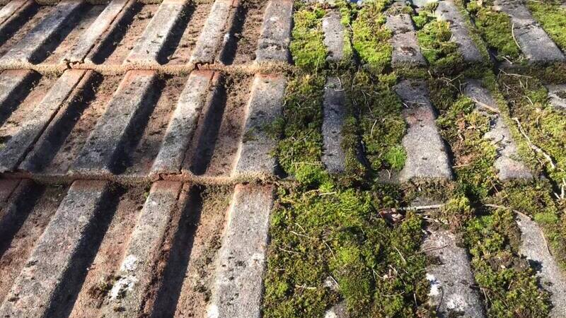 Moss on Roof